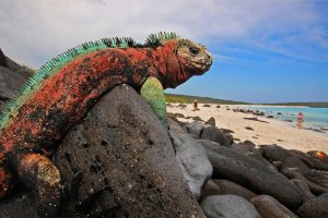 Ecuador Galapagos Wildlife Cruises Galapagos Islands